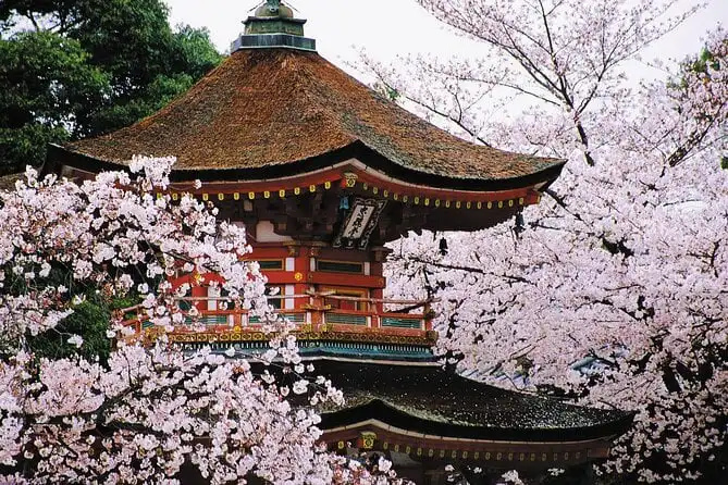 Kyoto Japan - a temple with cherry blossoms